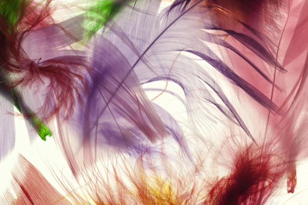 A collection of decorative feathers arranged artistically, highlighting their natural hues and delicate shapes.