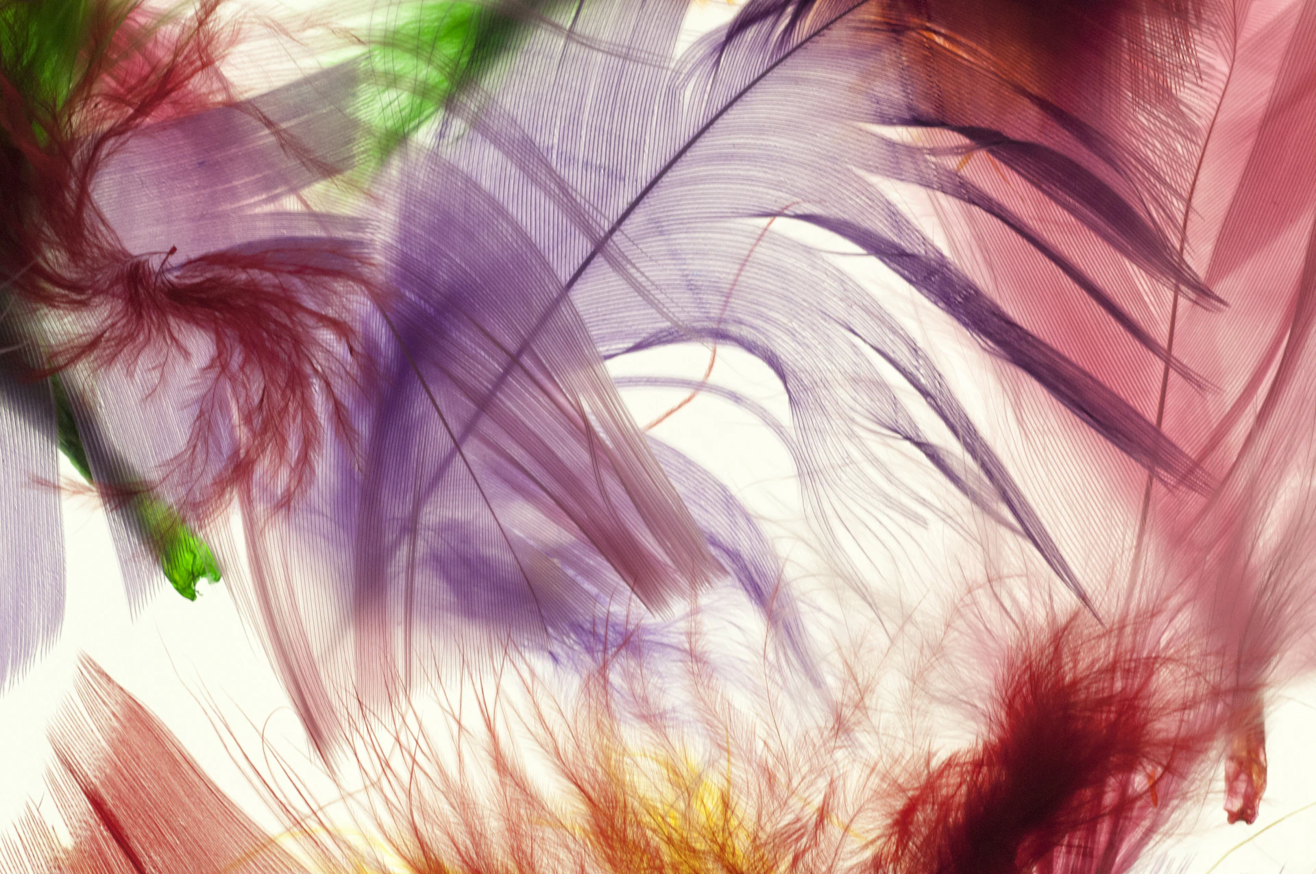 white and brown feather on brown surface