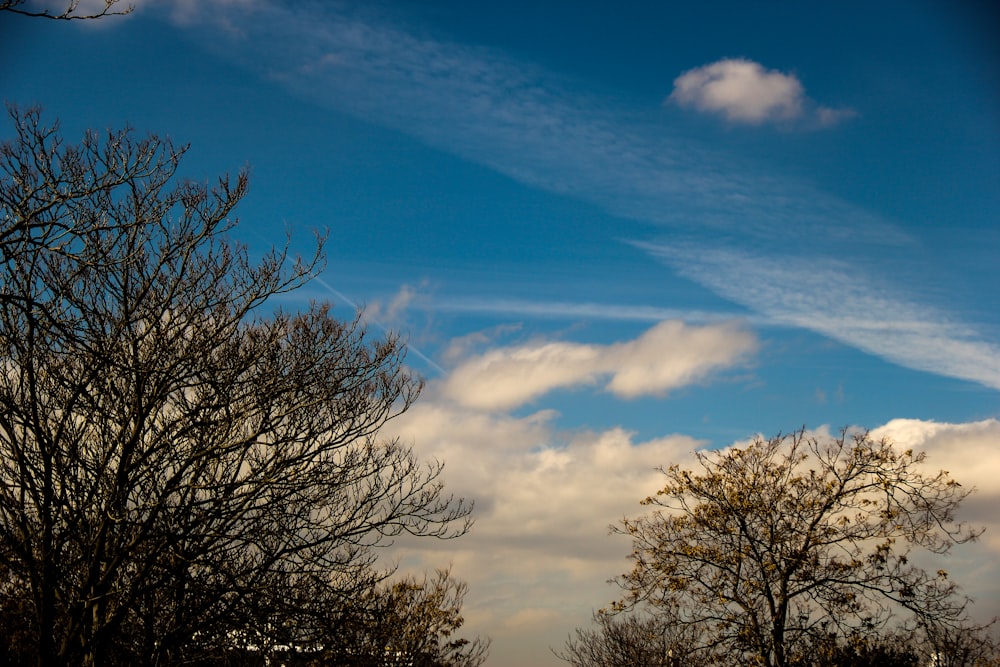 leafless tree under blue sky and white clouds during daytime