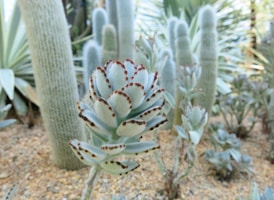 A variety of cacti and succulents grow in a desert-like garden setting, featuring prominent fuzzy leaves with brown tips in the foreground and tall, columnar cactus plants in the background amidst sandy soil.