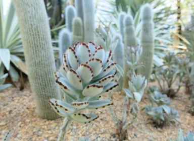 A variety of cacti and succulents grow in a desert-like garden setting, featuring prominent fuzzy leaves with brown tips in the foreground and tall, columnar cactus plants in the background amidst sandy soil.