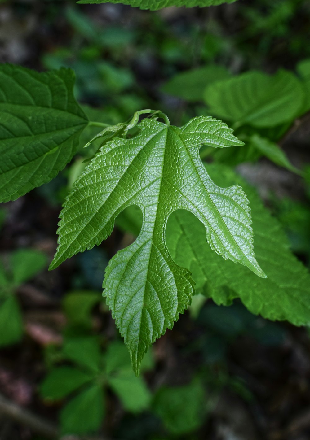 green leaf in close up photography