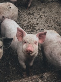 white pig on brown soil