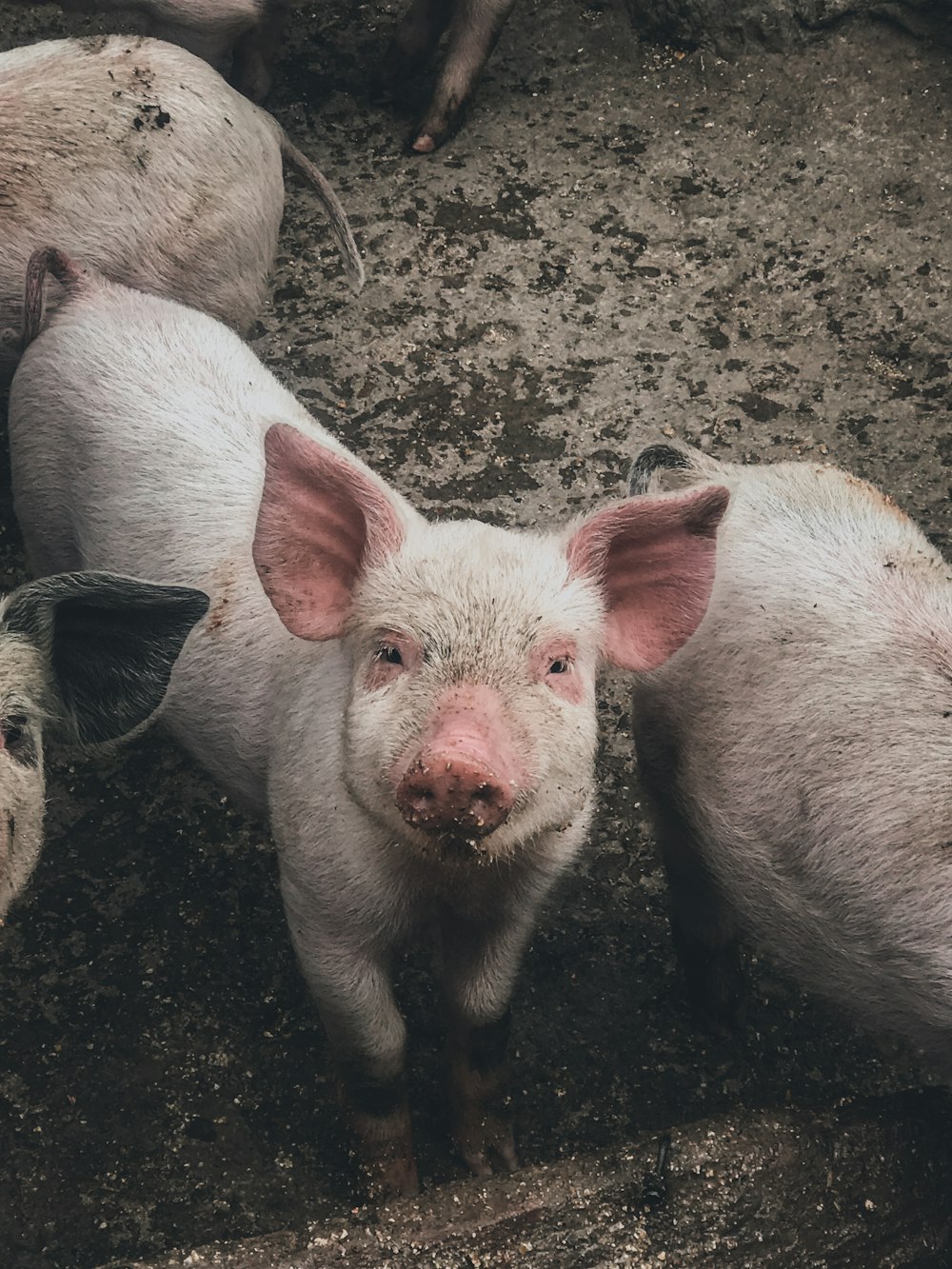 white pig on brown soil