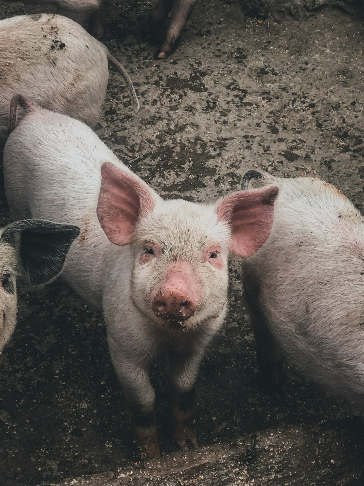 Schwein auf einem deutschen Bauernhof