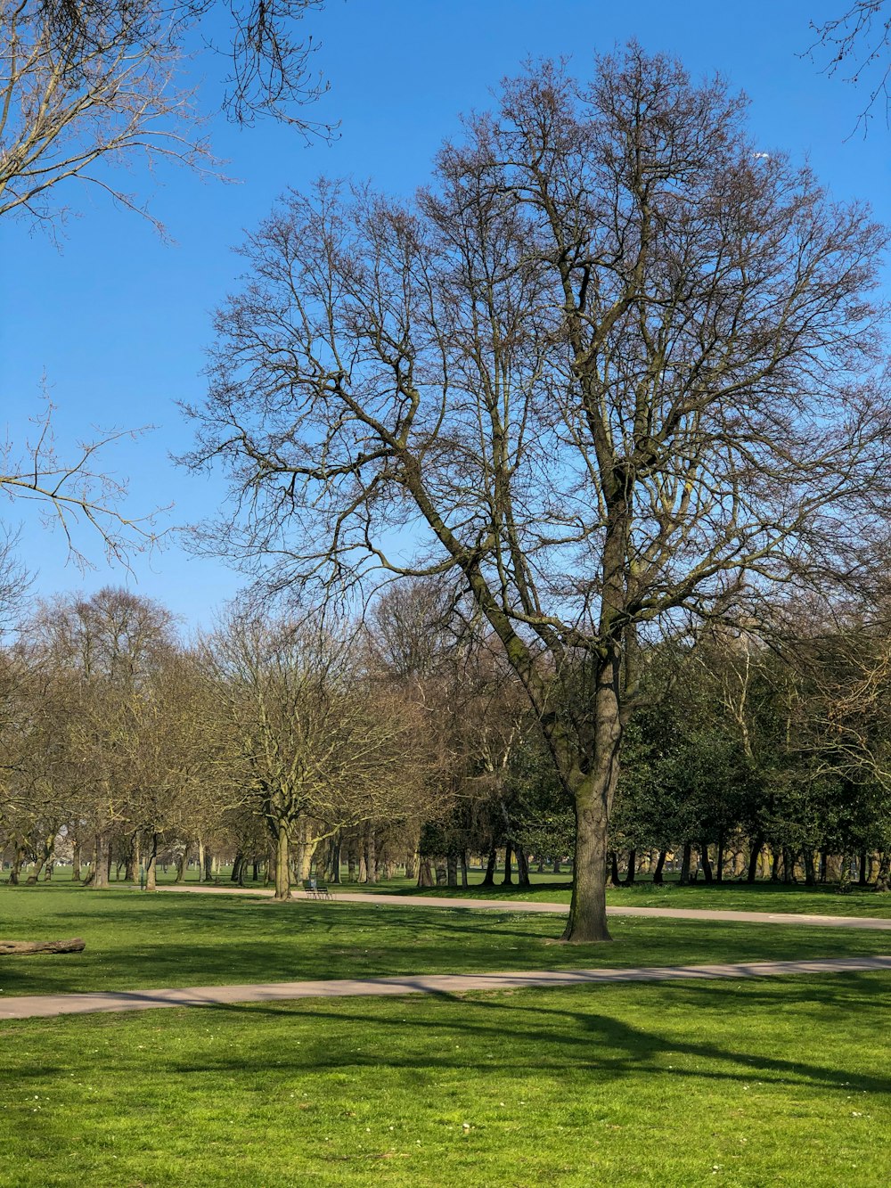 green grass field with trees under blue sky during daytime