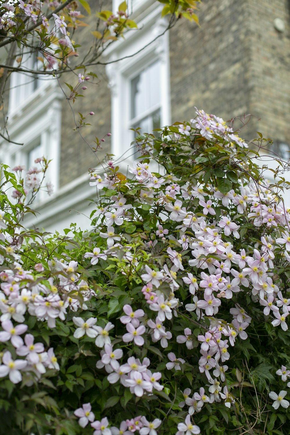 fleurs roses et blanches sur mur de béton brun