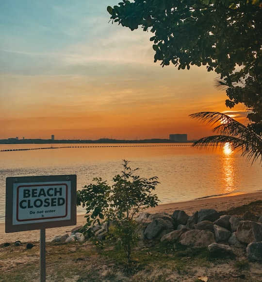 green tree near body of water during sunset in Sembawang Park Singapore