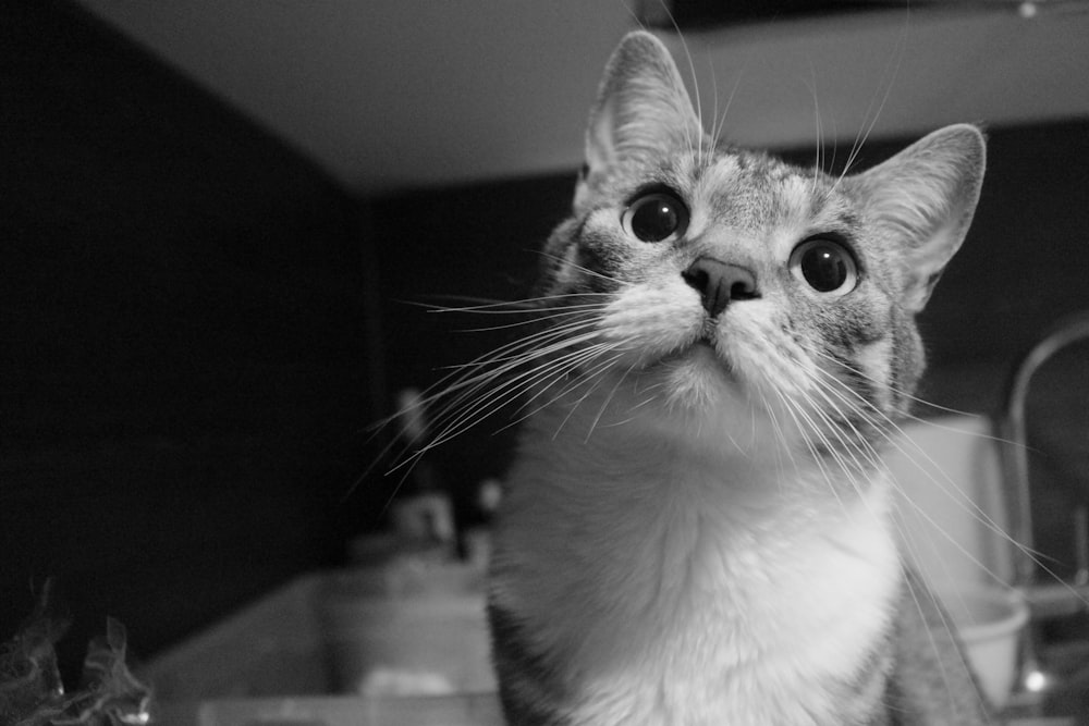 grayscale photo of cat on table