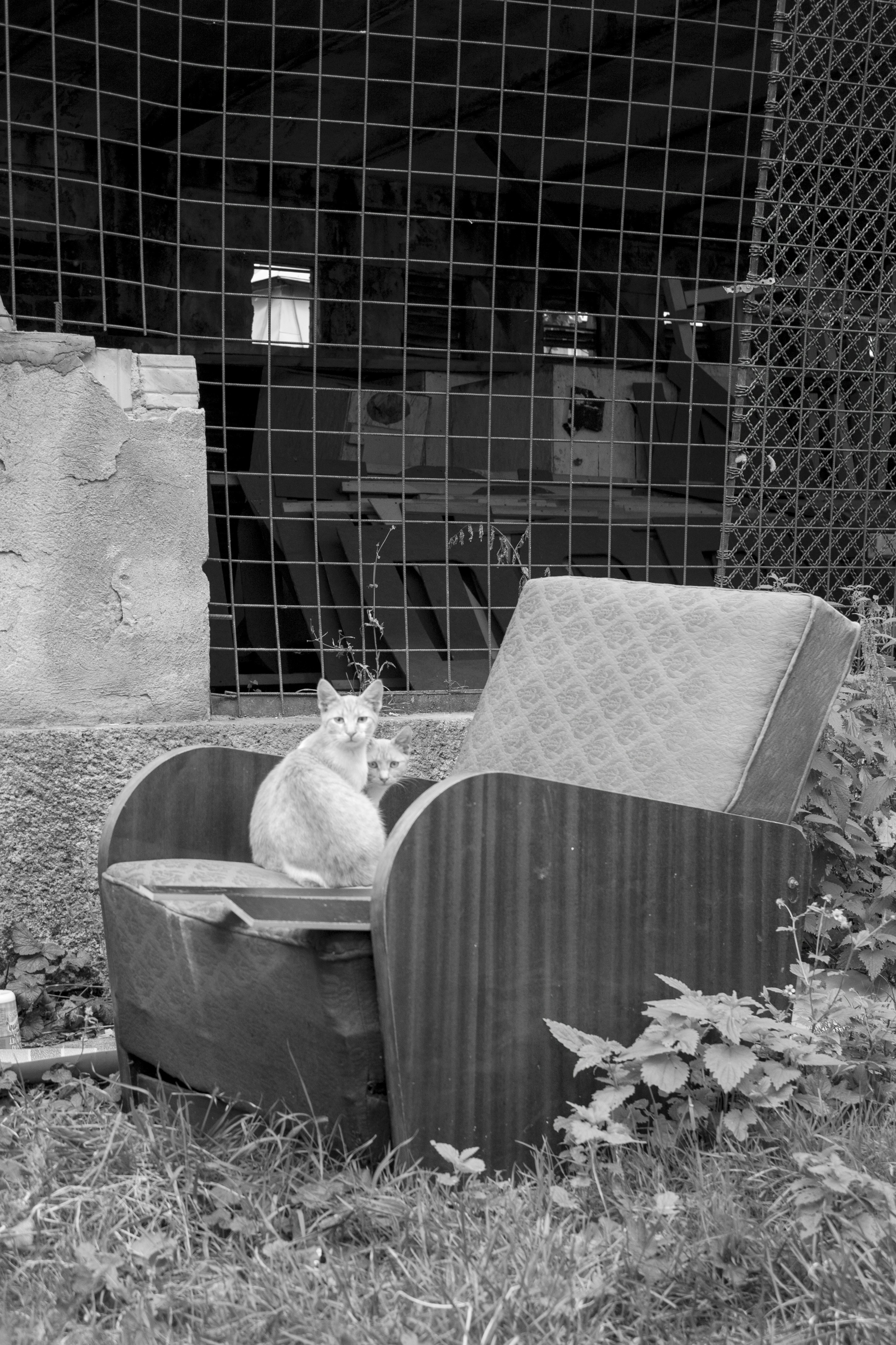 gray cat on wooden box