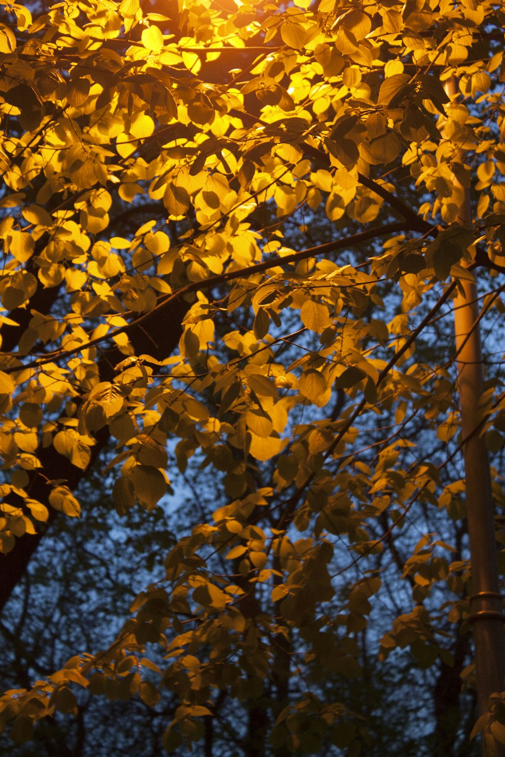 yellow leaves on brown tree branch during daytime