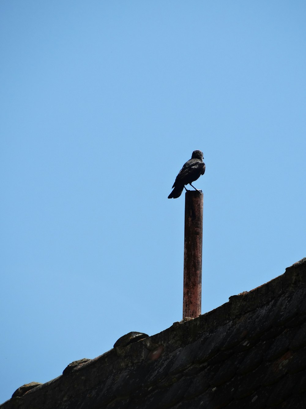 black bird on brown wooden post under blue sky during daytime