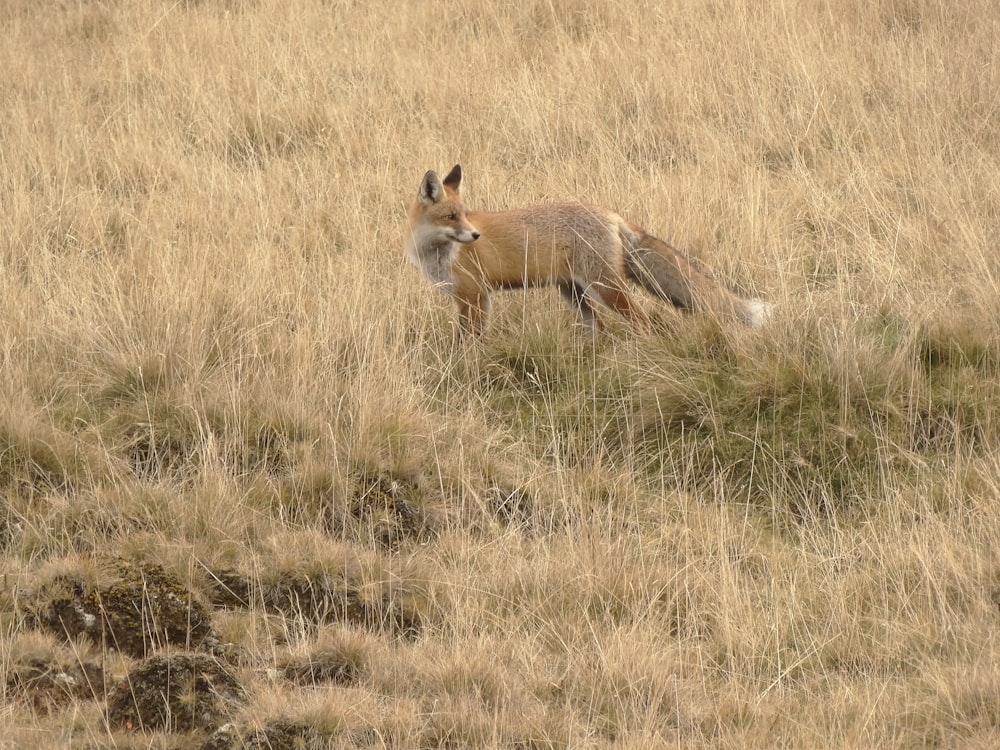 brown fox on brown grass field during daytime