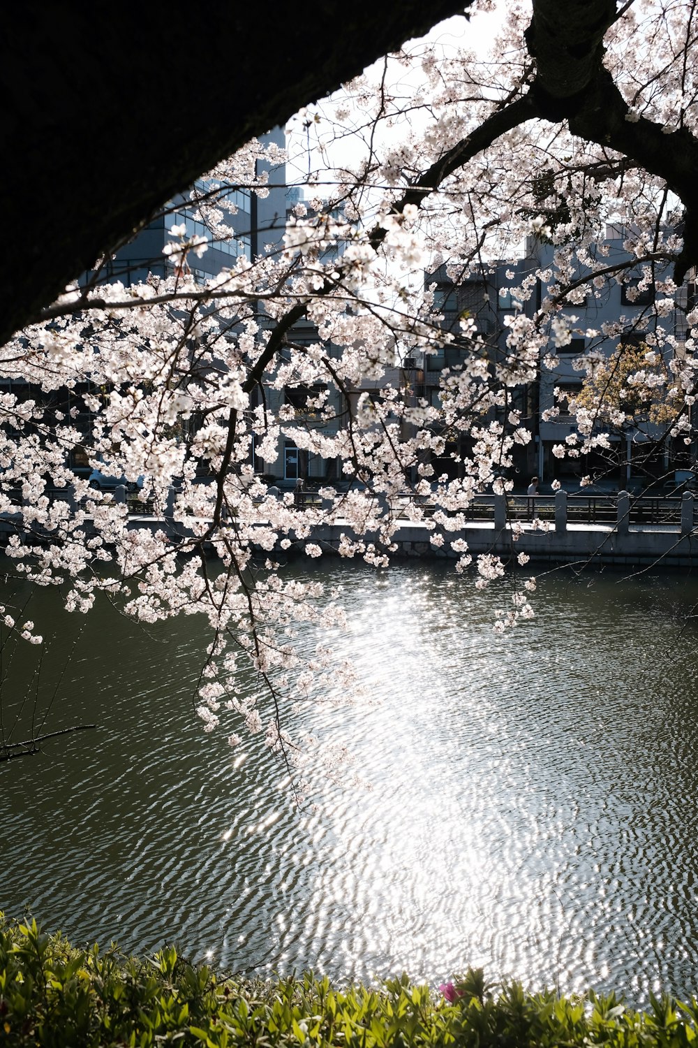 white cherry blossom tree near body of water during daytime