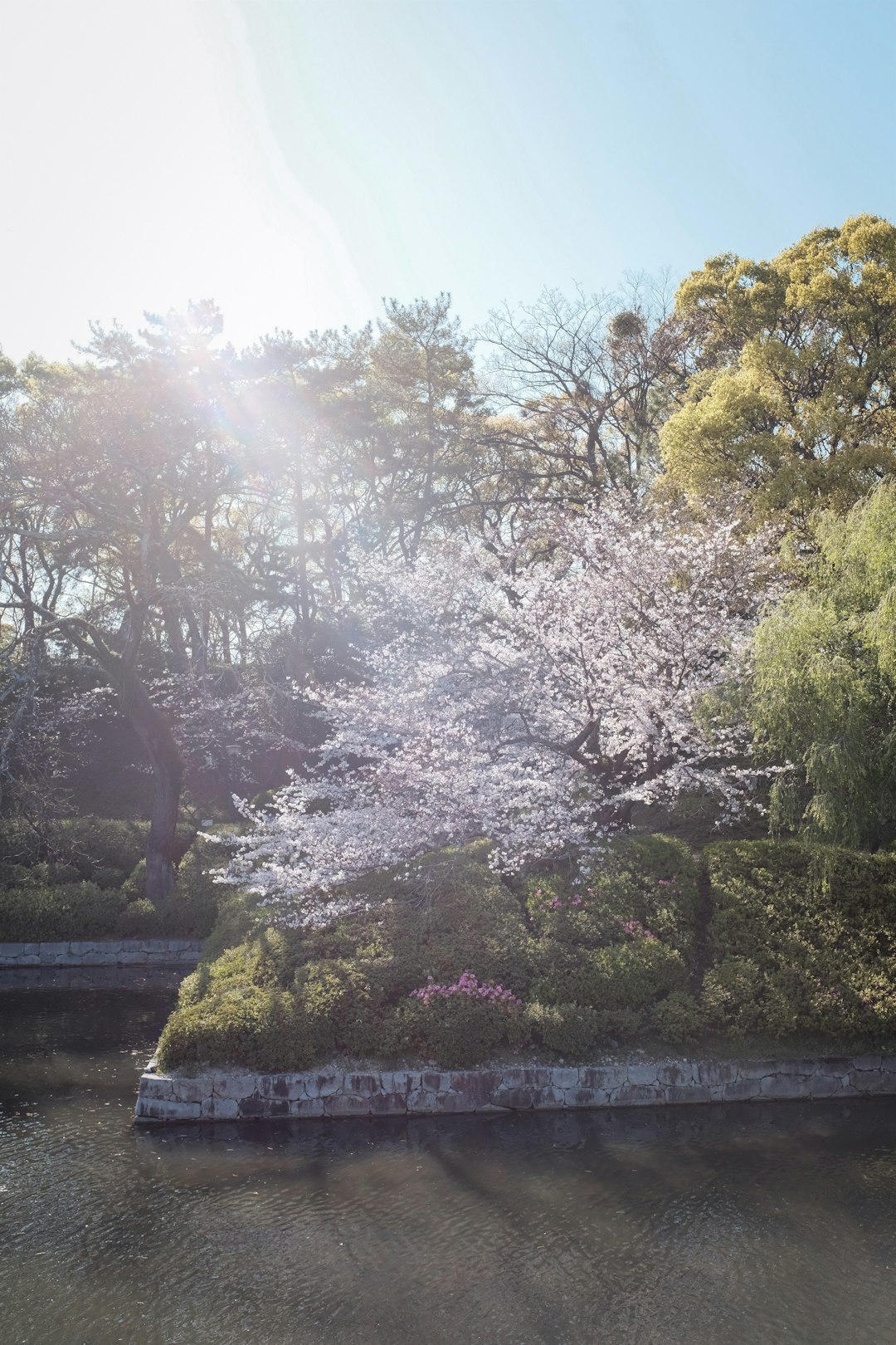 green trees near river during daytime