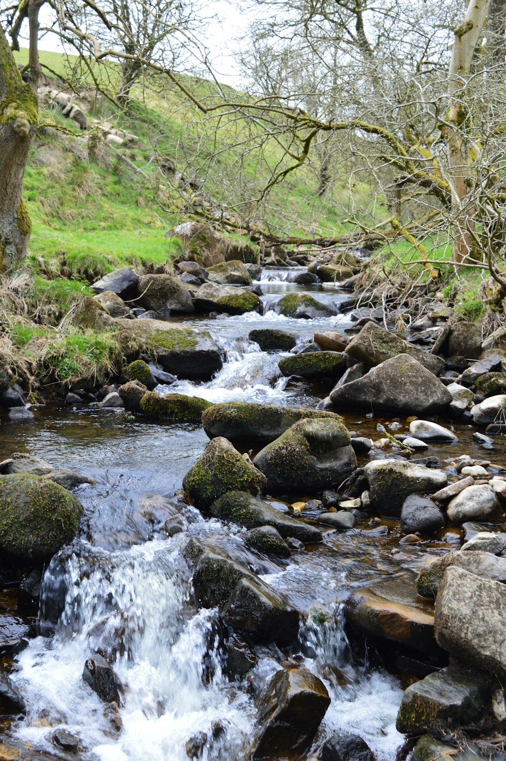 river in the middle of green grass and trees