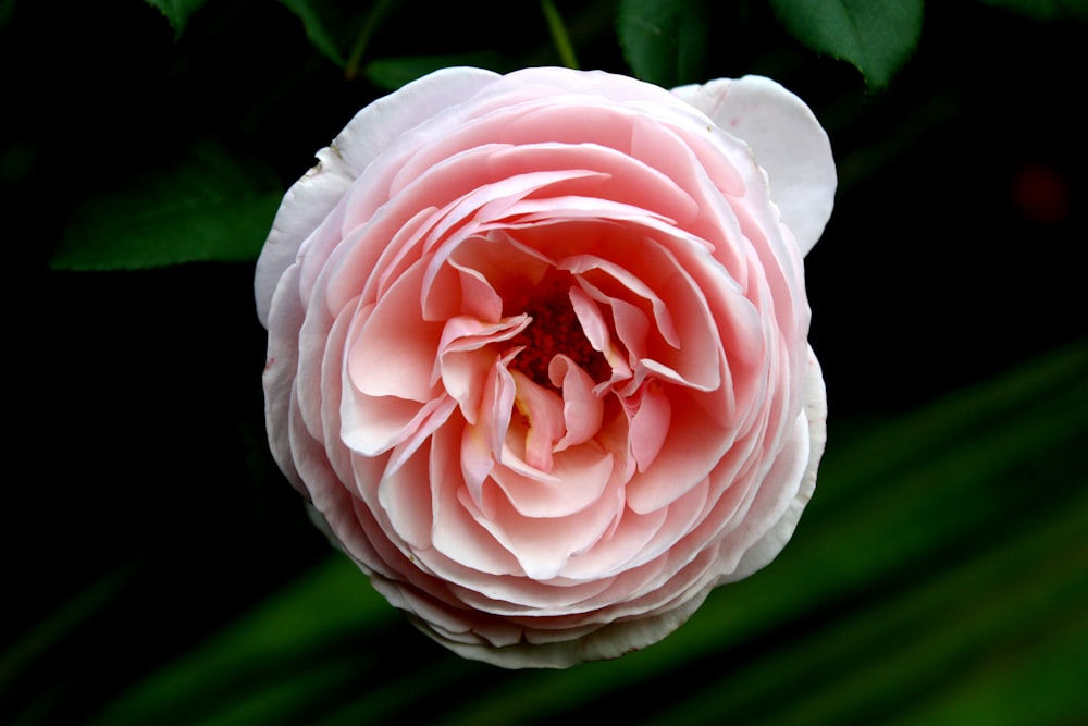 pink and white rose in bloom