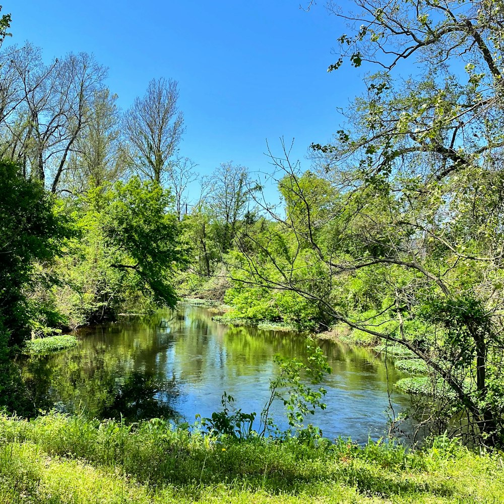 Grüne Bäume am Fluss unter blauem Himmel während des Tages