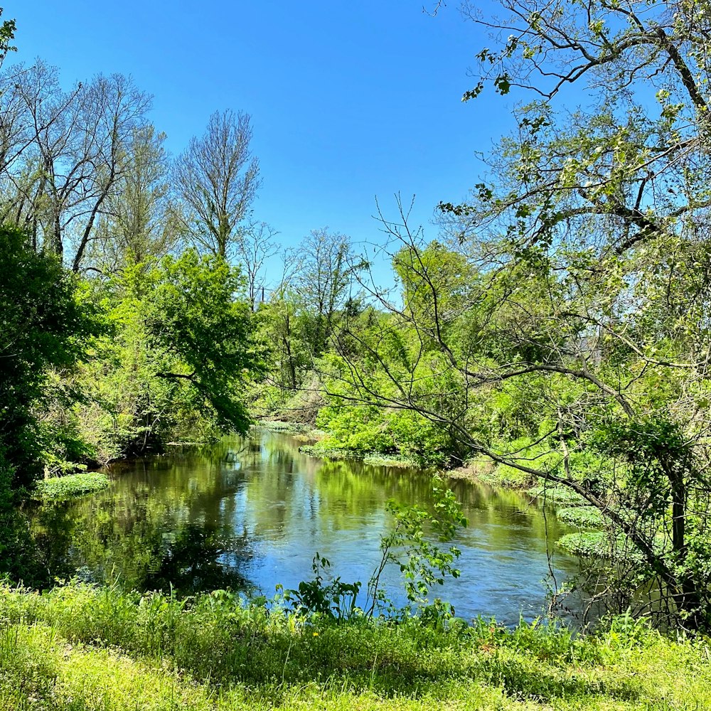 green trees beside river under blue sky during daytime