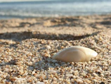 Close-up of a seashell resting on smooth white sand with turquoise water blurred in the background.
