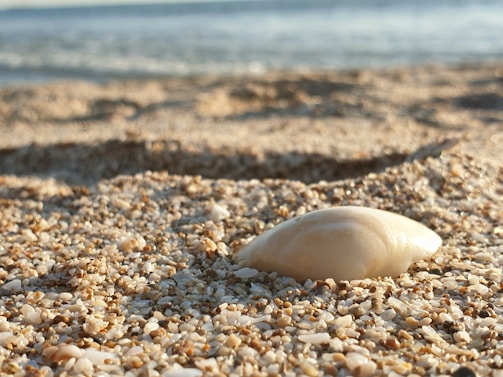 A close-up of a delicate seashell resting on soft sand with gentle seafoam in the background.