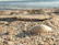 Close-up of a delicate marine-themed necklace resting on a sandy beach with gentle waves in the background.