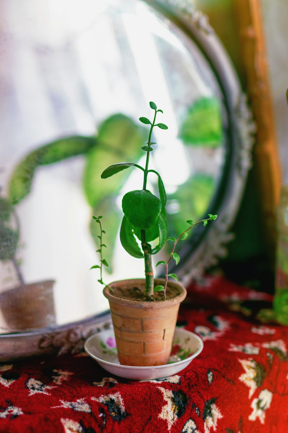 Planta verde en maceta marrón