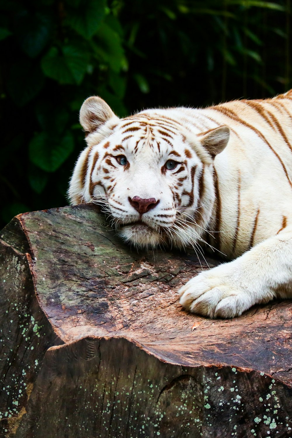 Tiger liegt auf braunem Felsen