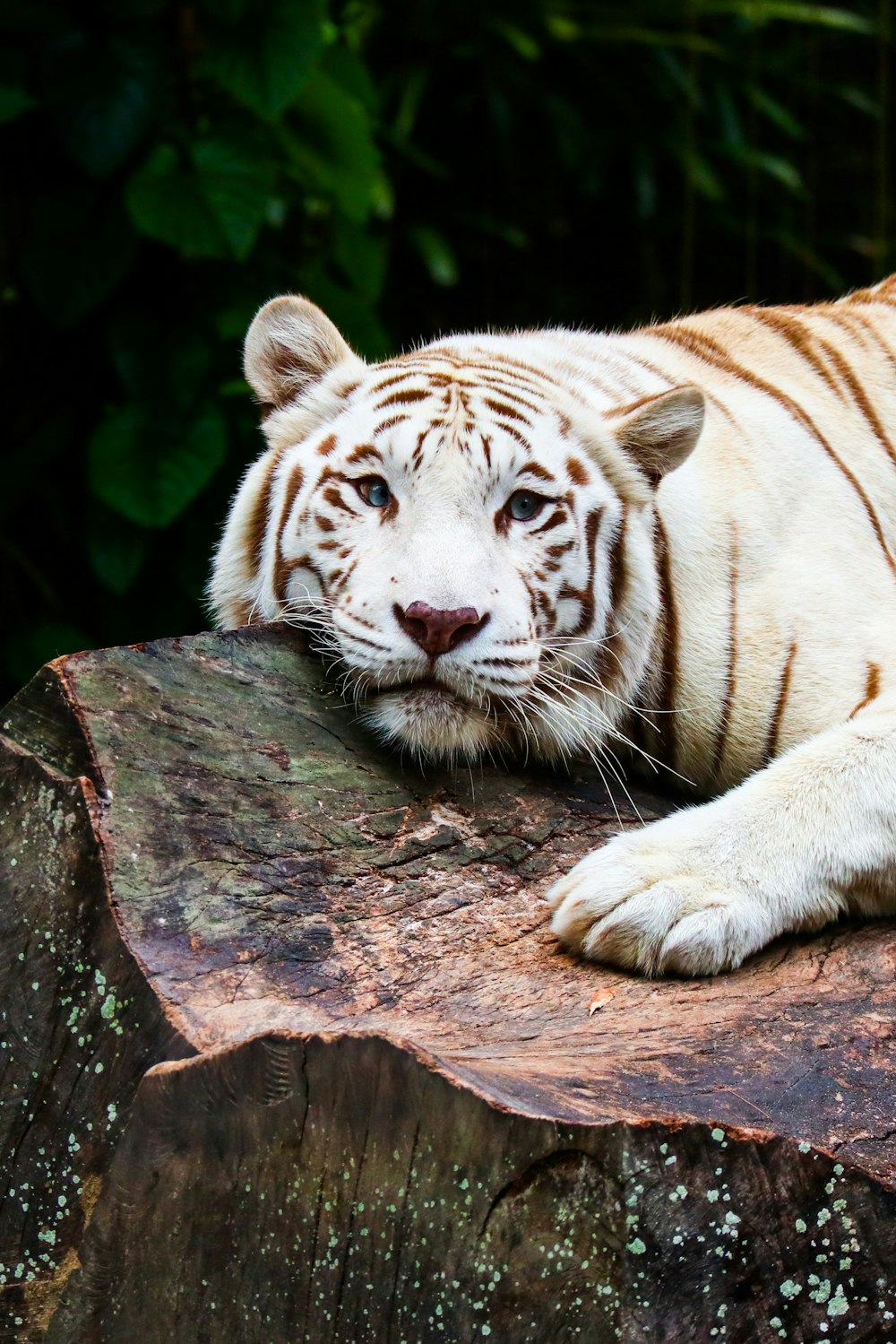 tiger lying on brown rock