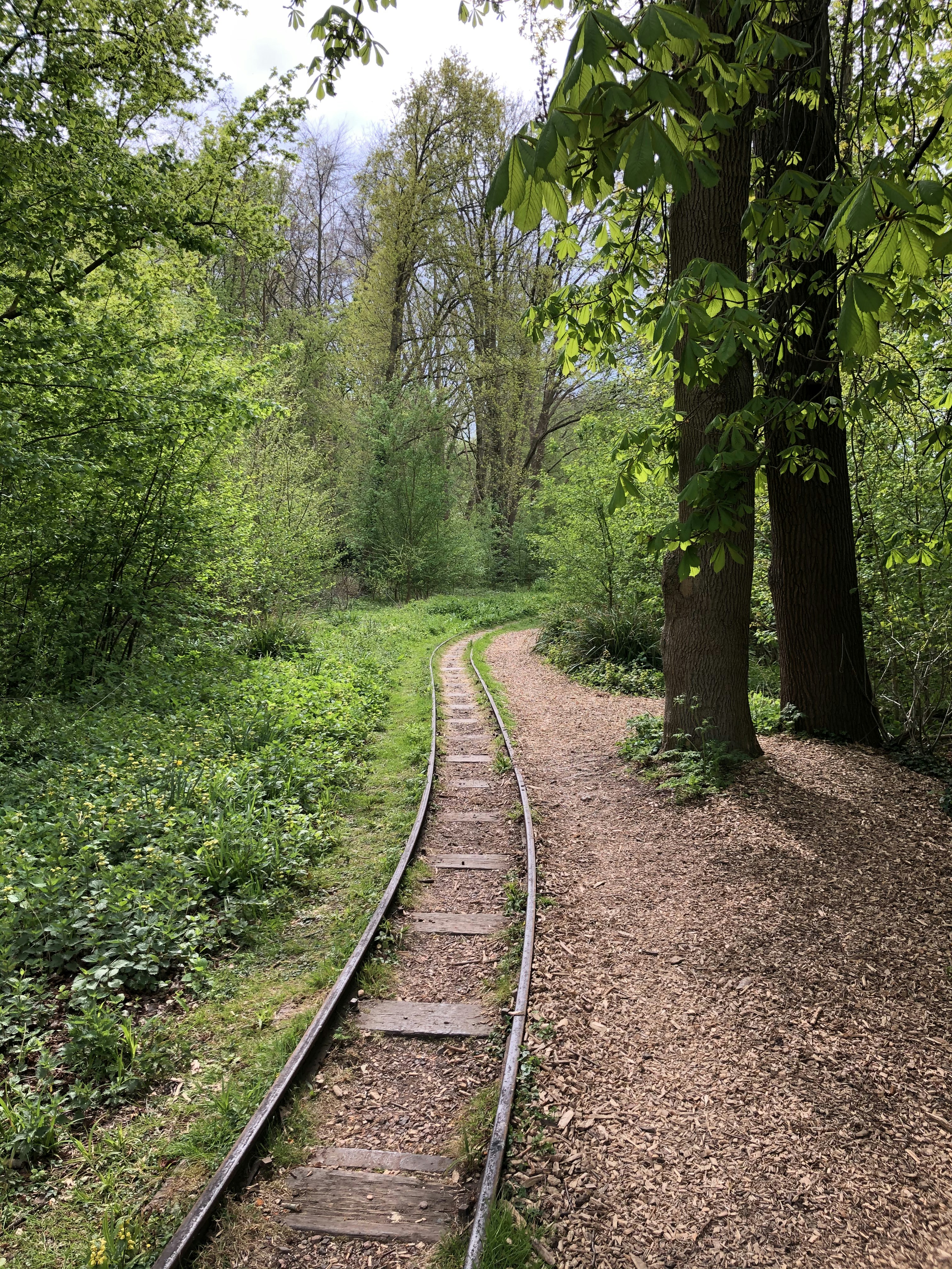 green trees on brown soil