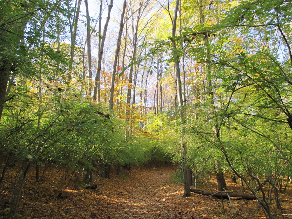 green trees on brown soil