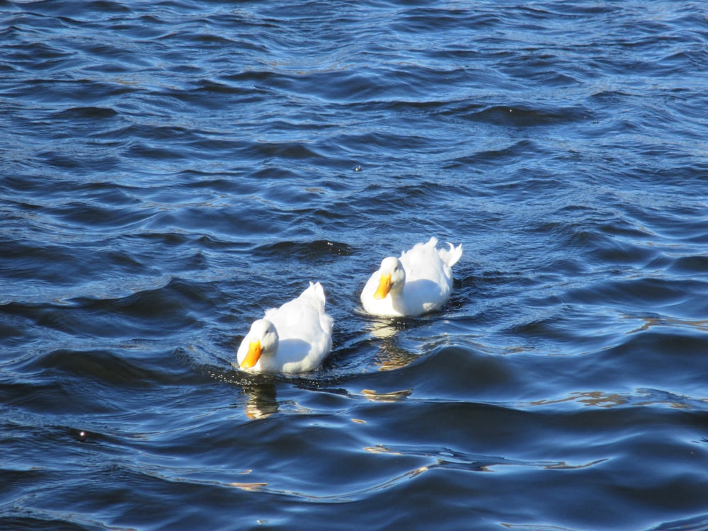 2 white swan on water during daytime
