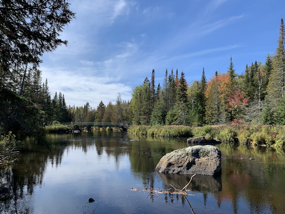 green trees beside river under blue sky during daytime