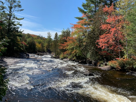 green and brown trees beside river under blue sky during daytime in Sainte-Adèle Canada