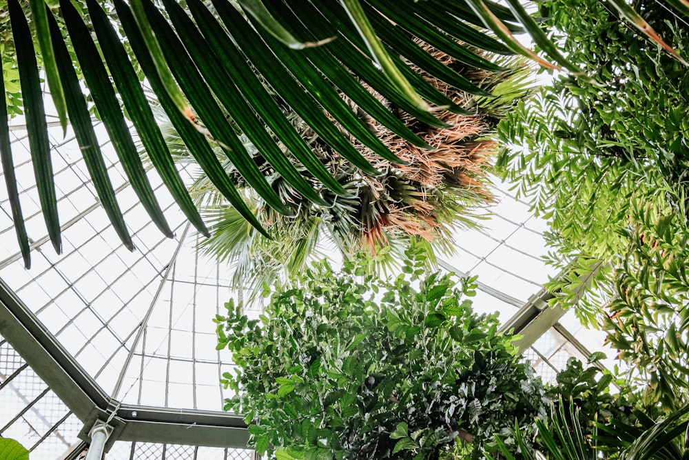 green palm tree inside building