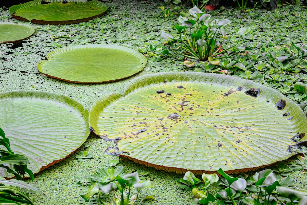 green leaf plant on green grass