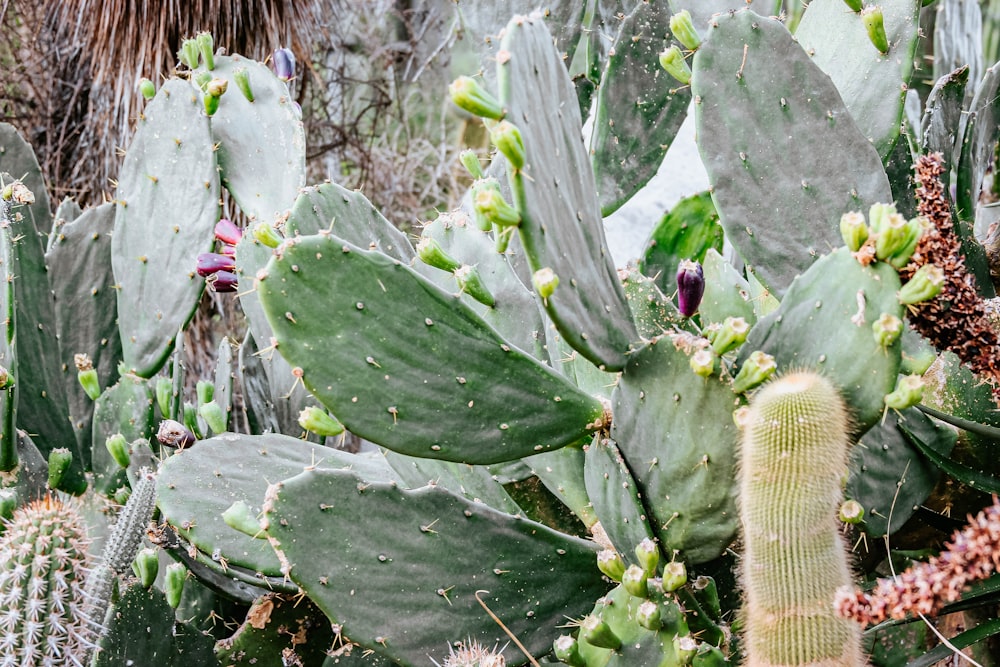 green cactus plant during daytime