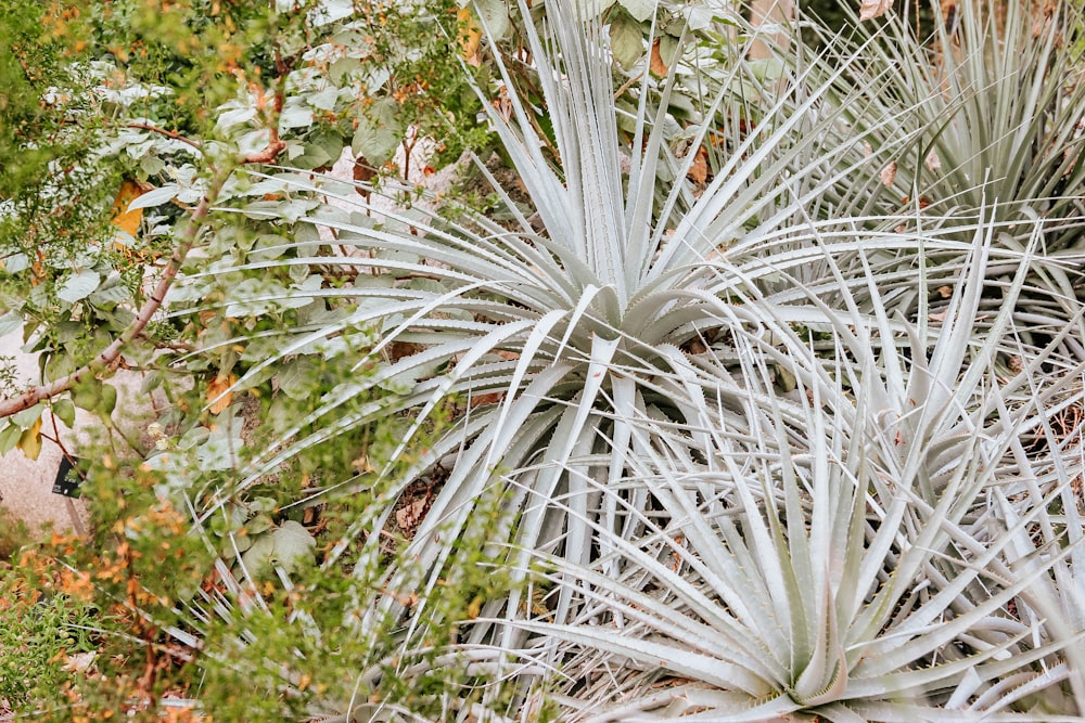 white and green plant during daytime