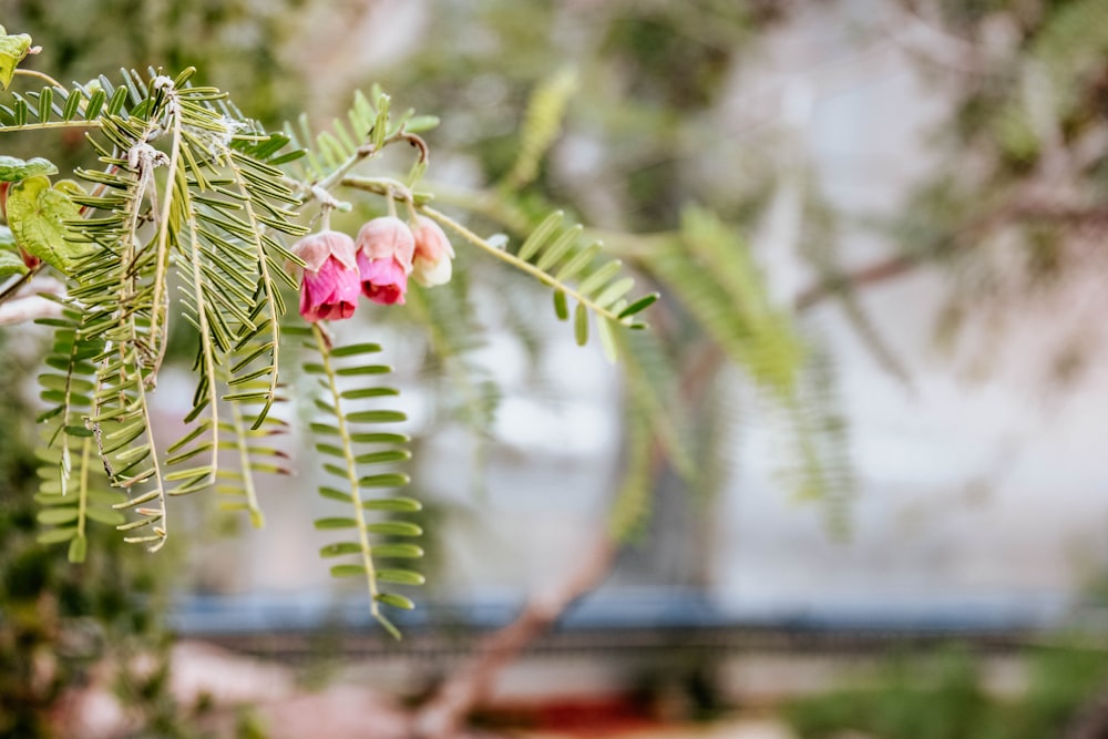 pink flower with green leaves