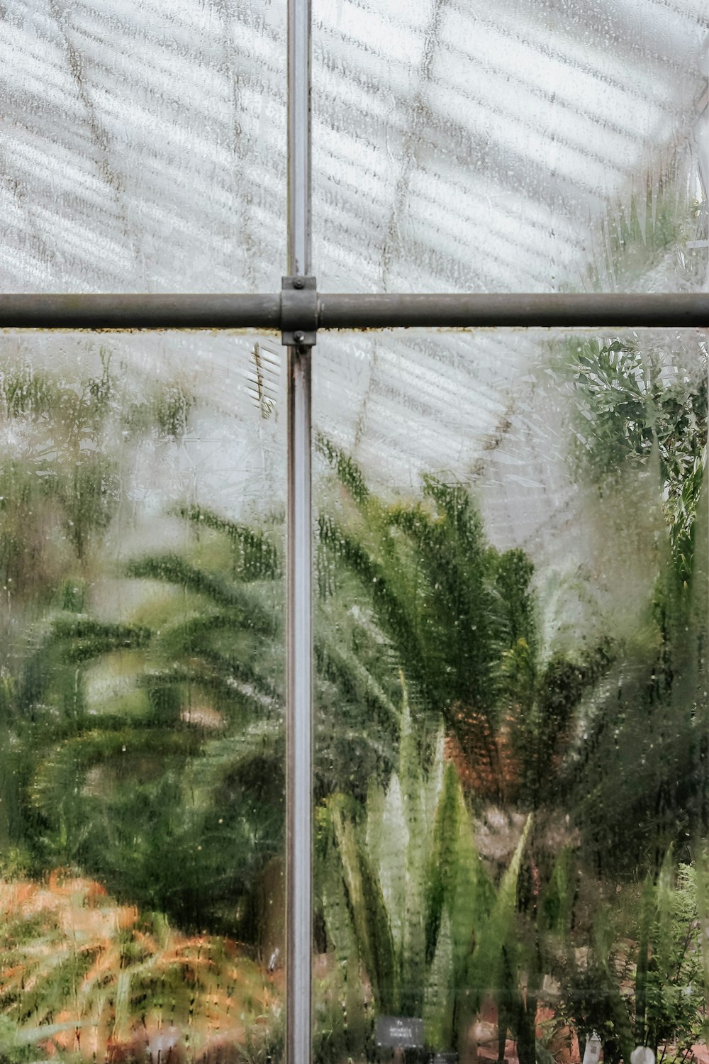 green plants in a greenhouse