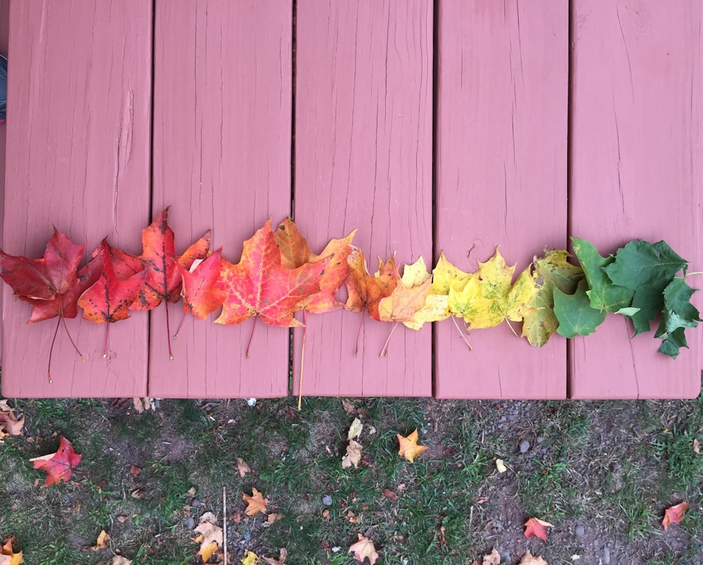 green and yellow maple leaves on brown wooden fence