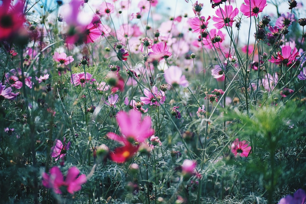 pink and white flowers during daytime