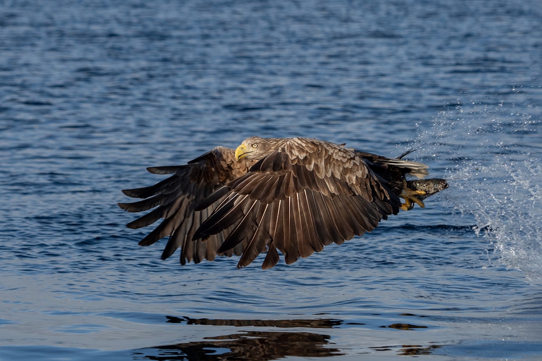 brown and white eagle flying over the water during daytime