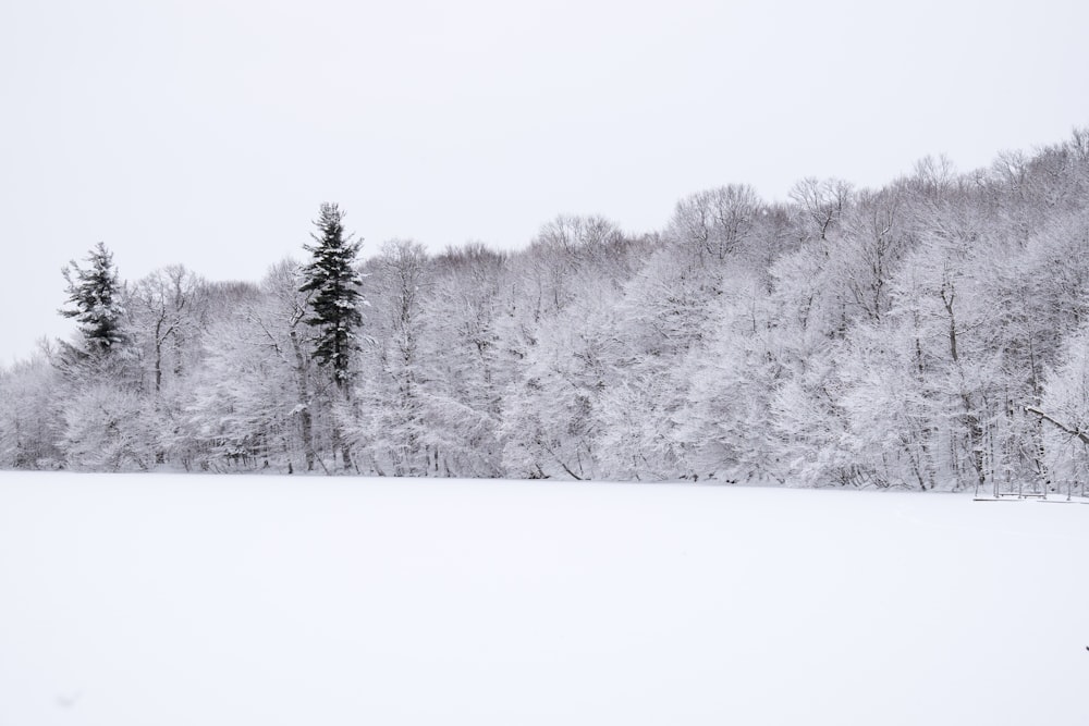 昼間の雪に覆われた木々