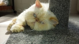 A fluffy, light-colored cat with blue eyes is lounging on a textured grey carpet, resting its head against a carpeted cat post. The expression appears relaxed, with the sunlight highlighting the cat’s soft fur.