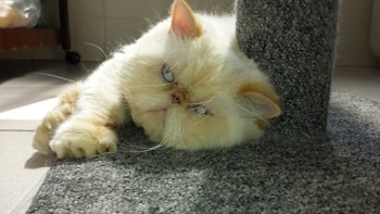 A fluffy, light-colored cat with blue eyes is lounging on a textured grey carpet, resting its head against a carpeted cat post. The expression appears relaxed, with the sunlight highlighting the cat’s soft fur.
