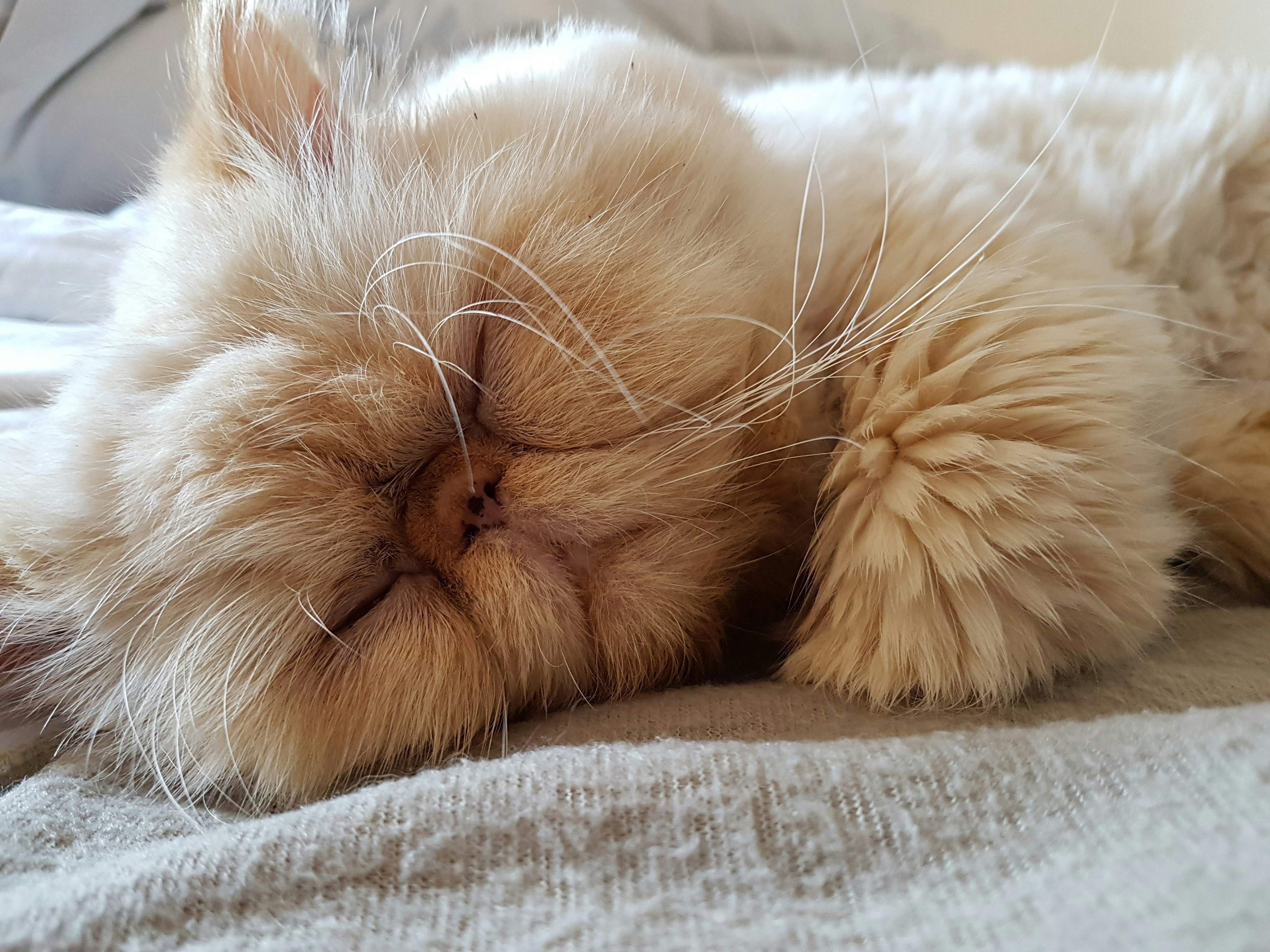 Whisper the Ragdoll