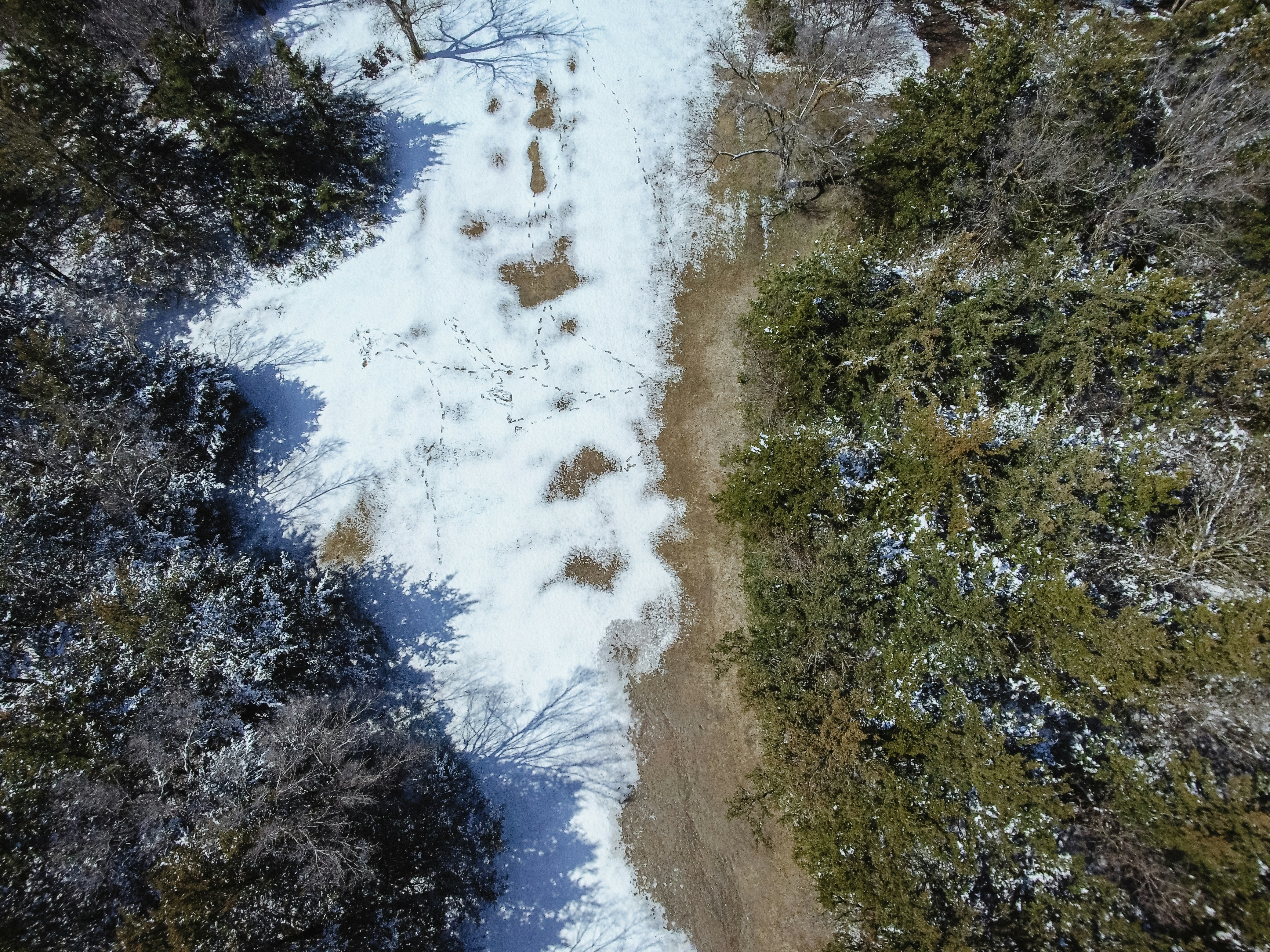 green trees on brown field during daytime