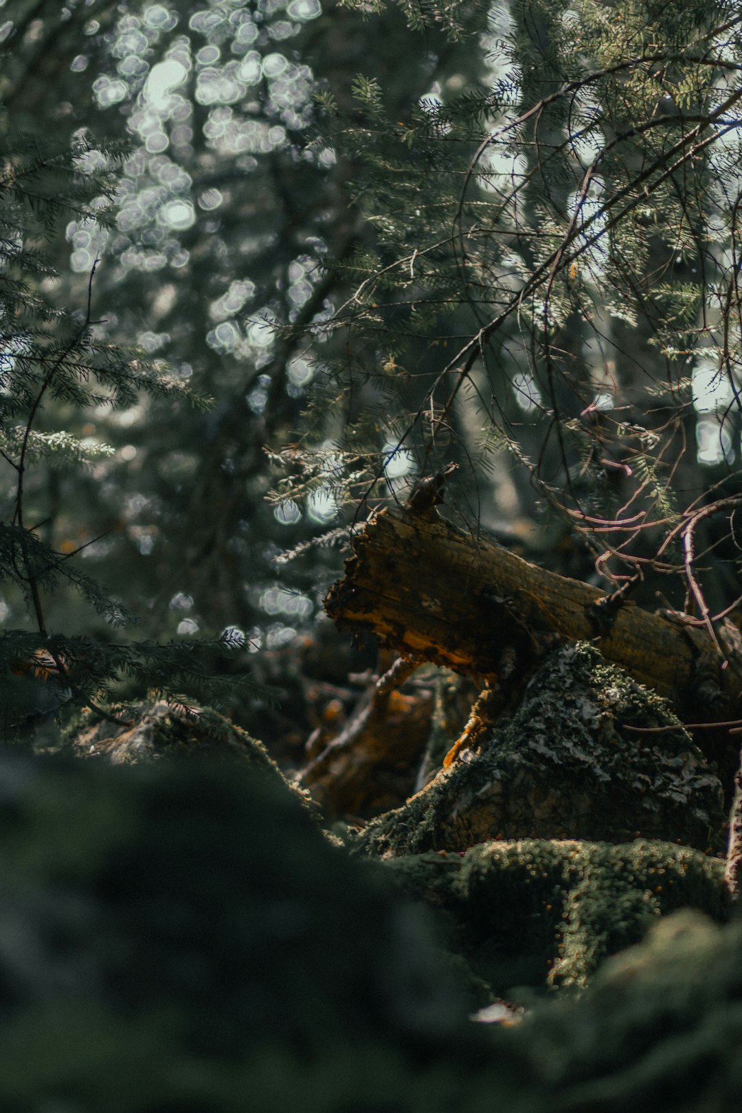 Forest photo spot Kastamonu Küre Dağları