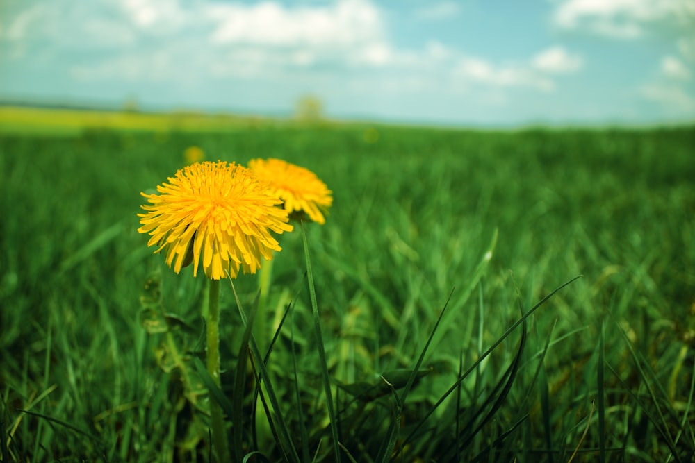 yellow flower in green grass field during daytime